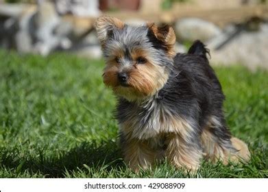 Full Grown Micro Teacup Yorkie