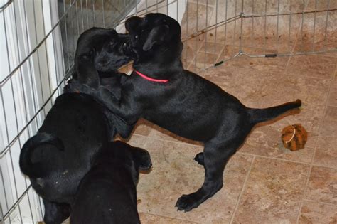 Puppies, Doberman Labrador mix babies, looking for their forever homes! - Doberman Rescue ...