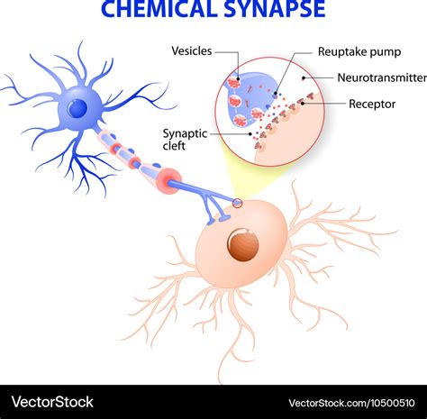 Synapse Model