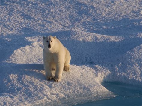 Polar Bears to Vanish from Most of the Arctic This Century - Eos