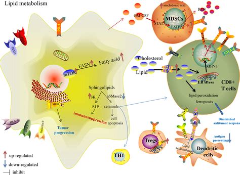 Frontiers | Metabolic Reprogramming in the Tumor Microenvironment With Immunocytes and Immune ...