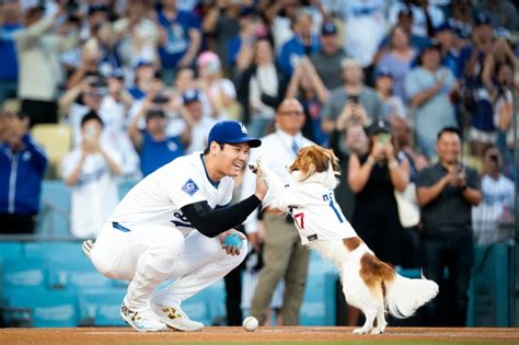 Shohei Ohtani’s Dog Throws Out First Pitch At Dodgers Game