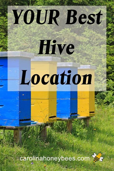 Finding the Best Location for Your Hive - Carolina Honeybees | Backyard bee, Bee hive plans, Bee ...