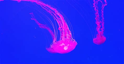 A Neon Pink Colored Jellyfish Swimming Underwater Free Stock Video Footage, Royalty-Free 4K & HD ...