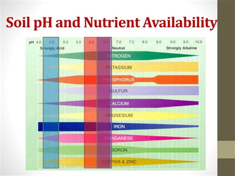 PPT - Berry Crop Soil and Nutrient Management – The Basics PowerPoint Presentation - ID:1621696