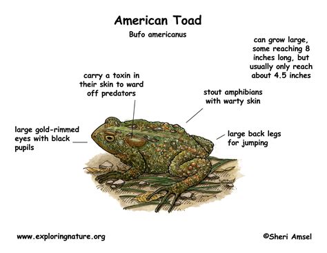 Cane Toad Diagram