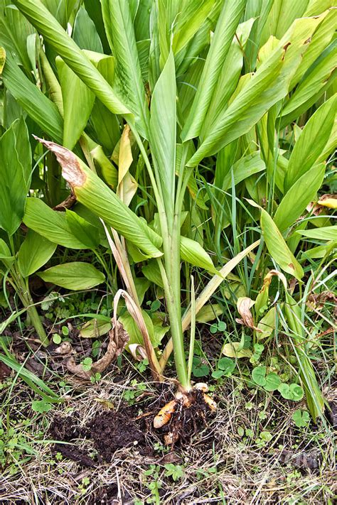 Turmeric Plant And Root Photograph by Inga Spence - Pixels