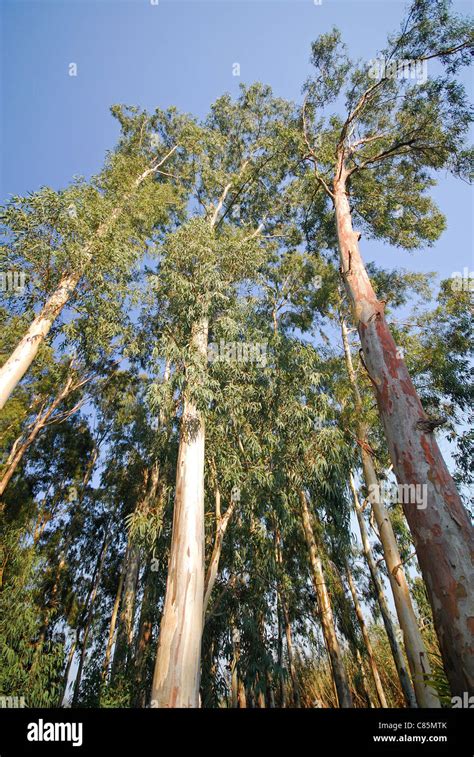 TURKEY. Eucalyptus trees Eucalyptus globulus Stock Photo - Alamy