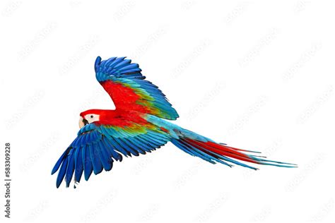 Colorful Green wing macaw flying isolated on transparent background ...