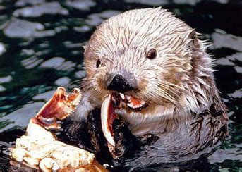 Digestive System - Sea Otters