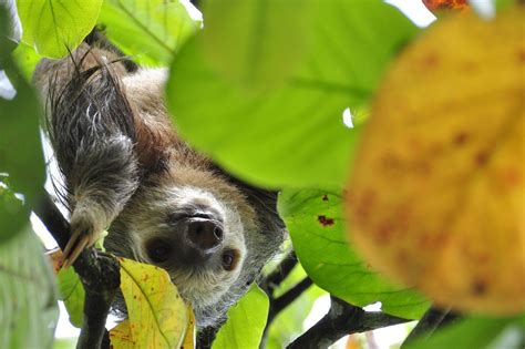 Where To See Sloths In Costa Rica In The Wild | Drink Tea & Travel