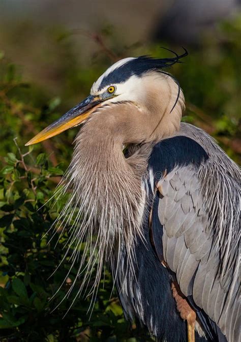 Great Blue Heron with Fluffy Chest Feathers in Florida Stock Photo ...