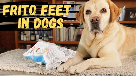 How To Keep Dogs Feet From Smelling