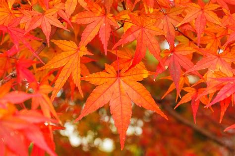 Premium Photo | Red maple leaves