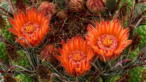 A barrel Cactus with red spikes image - Free stock photo - Public ...