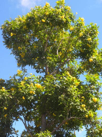 Tecoma stans - Yellow Elder Tree : Grows on You