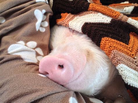 9 Ways Pigs Are Smarter Than Your Honor Student | HuffPost Impact