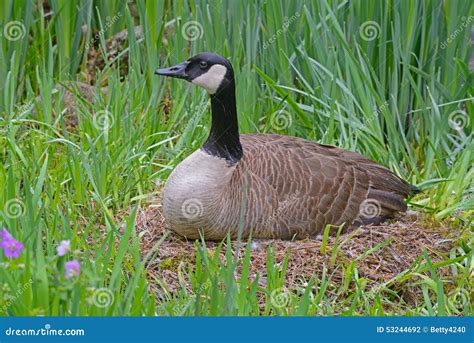 Female Canada Goose Sitting on Her Nest. Stock Photo - Image of flock, feather: 53244692