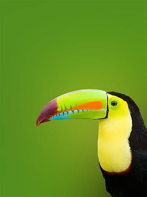 1080P free download | Toucan, bird, birds, HD phone wallpaper | Peakpx