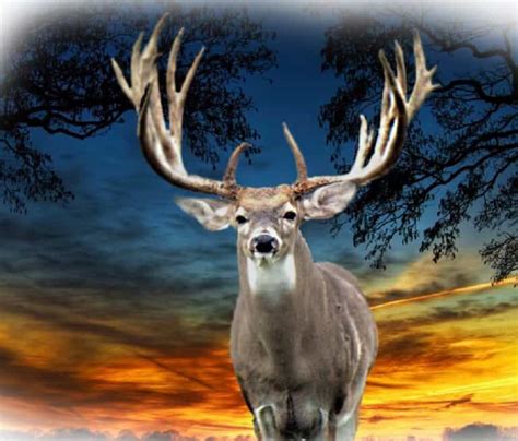 M3 Whitetails…..Big Texas Typicals is the name of the game! – Deer ...