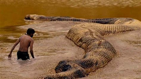 The moment you fасe the world's longest giant snake Anaconda in the Amazon River (Video).