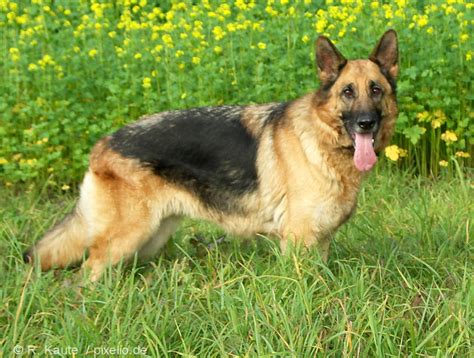 German Shepherd Dog | Dog-Breeds.com