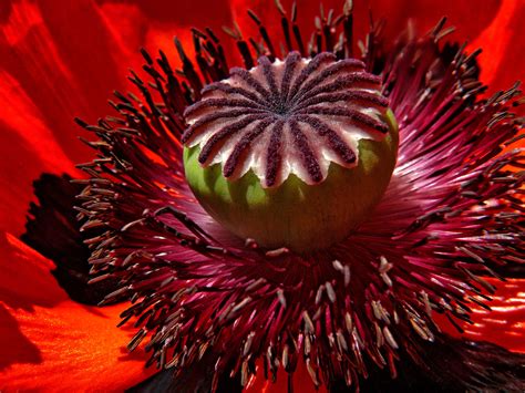 Free Images : blossom, flower, petal, bloom, red, flora, close up, poppy, macro photography ...