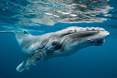 Humpback Whale Wallpapers High Quality | Download Free