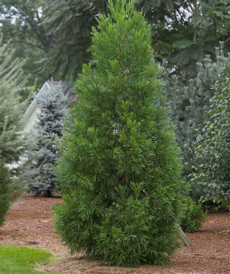 Japanese Cedar (Cryptomeria) Facts, Distribution, Cultivars