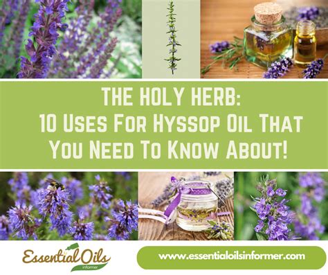 10 Shocking Hyssop Oil Uses & Benefits To Know | Hyssop oil, Hyssop essential oil, Essential ...