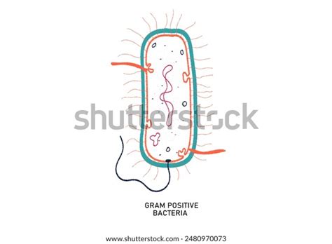 10 Pseudomurein Images, Stock Photos, 3D objects, & Vectors | Shutterstock