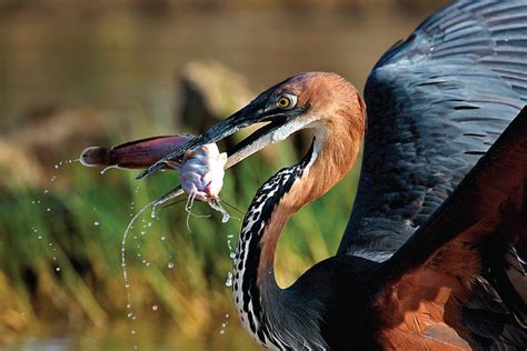 Attractions in Lake Baringo Kenya | Lake Baringo | Kenya Birding Paradise