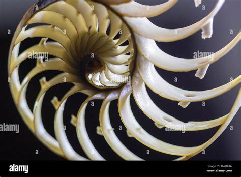 Nautilus shell cross section close up. Macro of the shells inner fractal spiral Stock Photo - Alamy