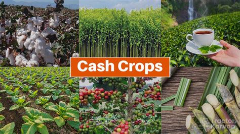 Cash Crops - What are Cash Crops, Types & Benefits