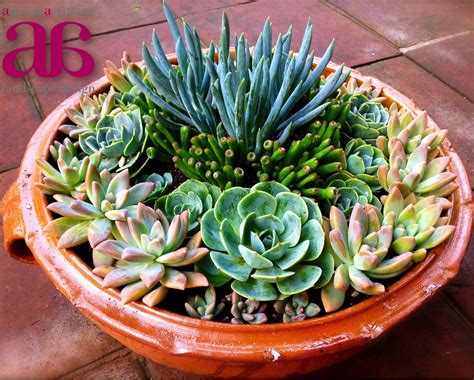 succulent arrangement | Succulent arrangements, Dish garden, Succulents