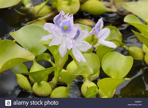 Water Hyacinth High Resolution Stock Photography and Images - Alamy