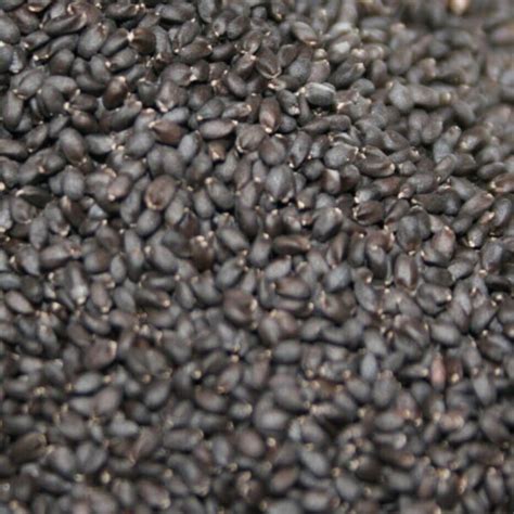 Basil seeds - Moroccan spices