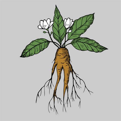 Mandrake. Hand drawn illustration of mandrake plant branch with root and flower. Magic plant ...