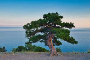 2024's 10 Juniper Tree Symbolism Facts & Meaning: Zodiac, Superstitions ...