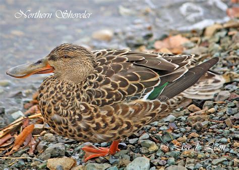 Birding with Lisa de Leon: Northern Shoveler (Male)