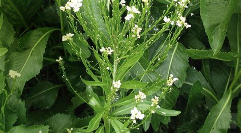 Buy Wholesale Horseradish | Monterey Bay Herb Co