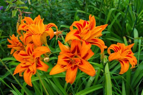 Orange Daylily Care - How to Plant, Grow and Help Them Thrive