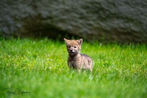 Flickriver: Photoset 'Eastern Coyote Pups | 2020' by RGL Photography