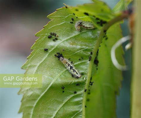 Hoverfly larvae eati... stock photo by Dave Bevan, Image: 0257126