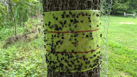 Delco Spotted Lanternfly