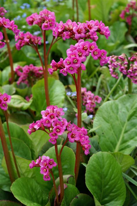 Bergenia Winterglow – De Vroomen Garden Products | Professional