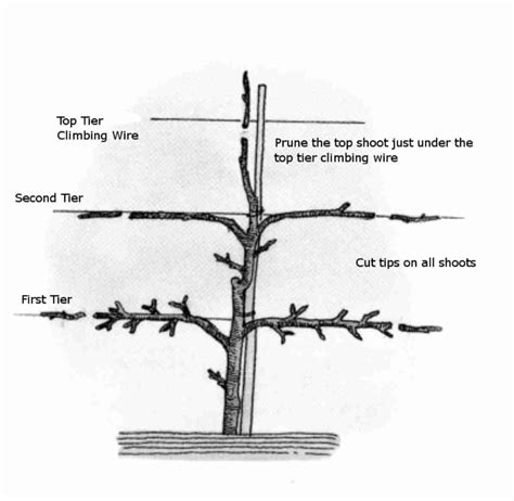 The Complete Guide to Growing Plum Trees - PlantNet® Australia