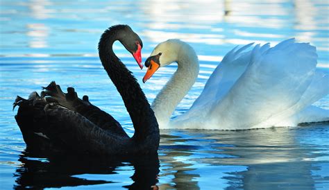 Swan Showdown | The white swan was circling around the black… | Flickr