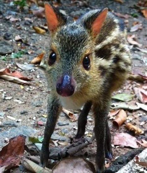 CHEVROTAIN: Smallest ungulate species. One of my three new favorite animals. | Hooved animal ...