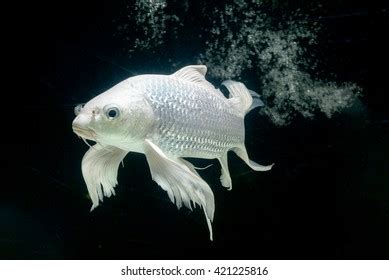 Platinum Butterfly Koi Kind Carp Fish Stock Photo 421225816 | Shutterstock